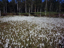 Sweden, Vastergotland, Kinnekulle Ridge, Cotton grass growing in damp area 300 metres above Vattern, Swedens largest lake.