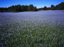 Sweden, Vastergotland, Kallandso, Field of cultivated flax, Linum Ustitatissimum, used to make cloth, linseed oil and cattle feed.