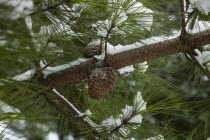 England, West Sussex, Chichester, detail of a pine tree with cones in snow.