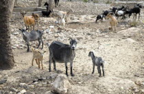 Haiti, La Gonave Island, Goats provided to haitian families by the Scottish Charity LemonAid which helps support the people with health care and clean water programs.