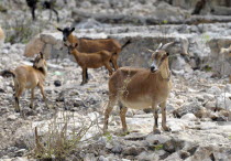 Haiti, La Gonave Island, Goats provided to haitian families by the Scottish Charity LemonAid which helps support the people with health care and clean water programs.