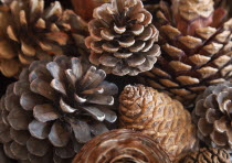 Trees, detail of pine cones.