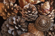 Trees, detail of pine cones.