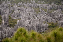China, Yunnan Province, Shilin, Stone Forest, Shilin Yi, near Lunan and Kunming.