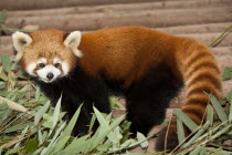 China, Sichuan Province, Chengdu, Red panda, Ailurus fulgens, at the Giant Panda Breeding Research Base.
