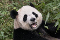 China, Sichuan Province, Chengdu, Giant Panda, Ailuropoda Melanoleuca, at the Giant Panda Breeding Research Base.
