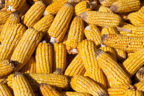 China, Yunnan Province, Lijiang, Corn cobs drying in the sun.