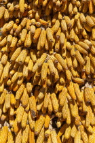 China, Yunnan Province, Baisha, Corn cobs drying in the sun.