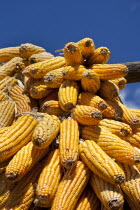 China, Yunnan Province, Baisha, Corn cobs drying in the sun.