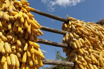 China, Yunna Province, Baisha, Corn cobs drying in the sun.