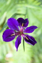 Plants, Aquatic, Irises, Purple Japanese Water Iris.