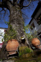 Greece, Macedonia, Pilio, Portaria, Big tree with two large pots at its base and fresh water running from the tree trunk viewed from a low angle.