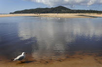 Australia, New South Wales, Byron Bay, gull wading in the shallow sea.