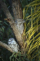 Australia, Frogmouth Owls in a tree.