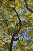 Australia, Plants, Trees, looking up through tree toward blue sky.