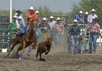Canada, Alberta, Pincher Creek, Calf Roping at the Rodeo with cowboys in hats looking on, Calf Roping is one of the most controversial rodeo events as the calf gets very stressed and is sometimes inju...