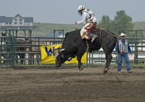 Canada, Alberta, Pincher Creek,  Bull Riding at the Rodeo, Bull with all four feet off the ground and judge with clipboard in the background.