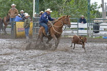 Canada, Alberta, Pincher Creek, Calf Roping in a muddy arena at the Rodeo Calf Roping also now called Tie-down Roping is one of the most controversial events in rodeo as the calf is severly stressed a...