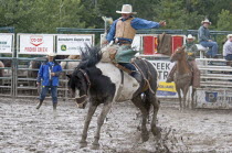 Canada, Alberta, Pincher Creek, Saddle Bronc in a muddy arena at the Rodeo, all four of the horse's hoofs off the ground.