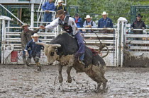Canada, Alberta, Pincher Creek, Bull Riding in a muddy arena at the Rodeo while cowboys in hats look on.