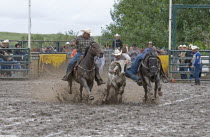 Canada, Alberta, Pincher Creek, Steer Wrestling in a muddy arena at the Rodeo with cowboys in hats looking on.