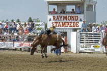 Canada, Alberta, Raymond, Bare Back riding at the Raymond Stampede the oldest rodeo in Canada held annually since 1902, all four of horse's hoofs off the ground.