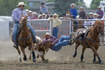 Canada, Alberta,  Raymond, Steer Wrestling at Raymond Stampede the oldest rodeo in Canada held annually since 1902.