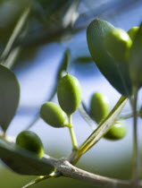 Agriculture, Fruit, Olives, Olea europaea young green olives growing on an olive tree.