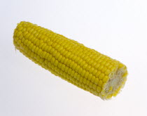 Food, Vegetables, Sweet Corn, One single ripe harvested yellow sweetcorn cob.