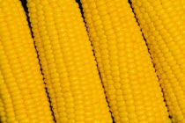 Food, Vegetables, Sweet Corn, Four ripe harvested yellow sweetcorn cobs.
