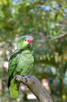 Honduras, Roatan Island, Red lored Amazon parrot Amazona autumnalis at nature centre.