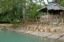 Jamaica, Cornwall County, Riverside stall selling conch shells and wood carvings on the banks of the Martha Brae River.