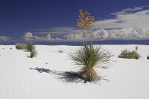 USA, New Mexico, White Sands National Monument.