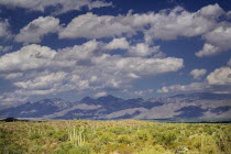USA, Arizona, Saguaro National Park, Cactus Plants.
