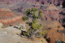 USA, Arizona, Grand Canyon, South Rim view from Yavapai Point.