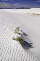 USA, New Mexico, White Sands National Monunment.