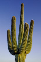 USA, Arizona, Saguaro National Park, Cactus Plants.