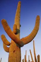 USA, Arizona, Saguaro National Park, Cactus Plants.