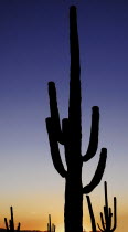 USA, Arizona, Saguaro National Park, Cactus Plants silhouetted at dusk.