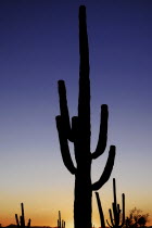 USA, Arizona, Saguaro National Park, Cactus Plants.