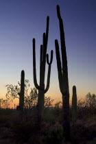 USA, Arizona, Saguaro National Park, Cactus Plant silhouetted at dusk.