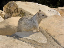 USA, Arizona, Grand Canyon, South Rim at Yavapai Point, Prairie dogs on the rocks.