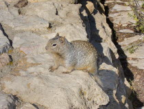 USA, Arizona, Grand Canyon, South Rim at Yavapai Point, Prairie dogs on the rocks.