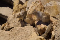 USA, Arizona, Grand Canyon, South Rim at Yavapai Point, Prairie dogs on the rocks.