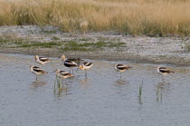 Canada Alberta Tyrrell Lake, Seven American Avocet Recurvirostra americana feeding on the lake shore 5 standing on one leg in the water.