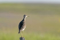 Canada, Alberta, Milk River Ridge, Upland Sandpiper Bartramia longicauda.