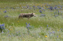 Canada, Alberta, Waterton Lakes National Park, Coyote Canis latrans stalking its prey among the wildflowers.