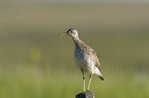 Canada, Alberta, Milk River Ridge, Upland Sandpiper Bartramia longicauda.