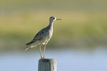 Canada, Alberta, Milk River Ridge, Upland Sandpiper Bartramia longicauda.