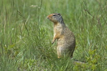 Canada, Alberta, Waterton Lakes National Park, Columbian Ground Squirrel Spermophilus columbianus in the grass standing on hind legs to get a better view.